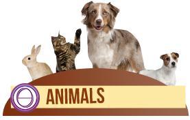 Animal-ThetaHealing_Corso_Animali-Gatto-Cat-Intuitive_note